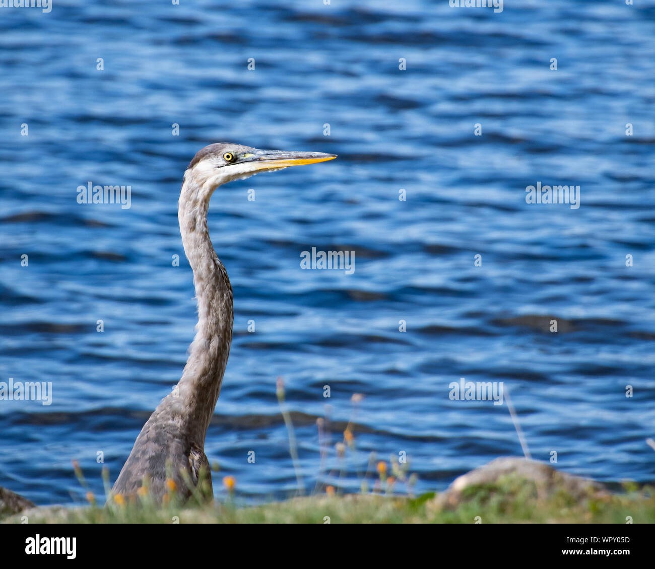Ritratto di un grande airone cenerino, Ardea Erodiade, spiata fino oltre una parete di roccia sul bordo del Lago Pleasant nelle Montagne Adirondack, NY USA Foto Stock