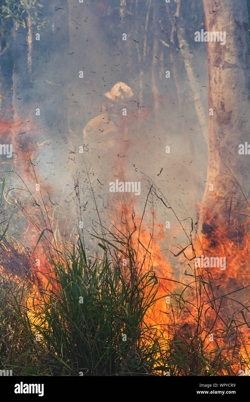 Il fuoco brucia la foresta Foto Stock