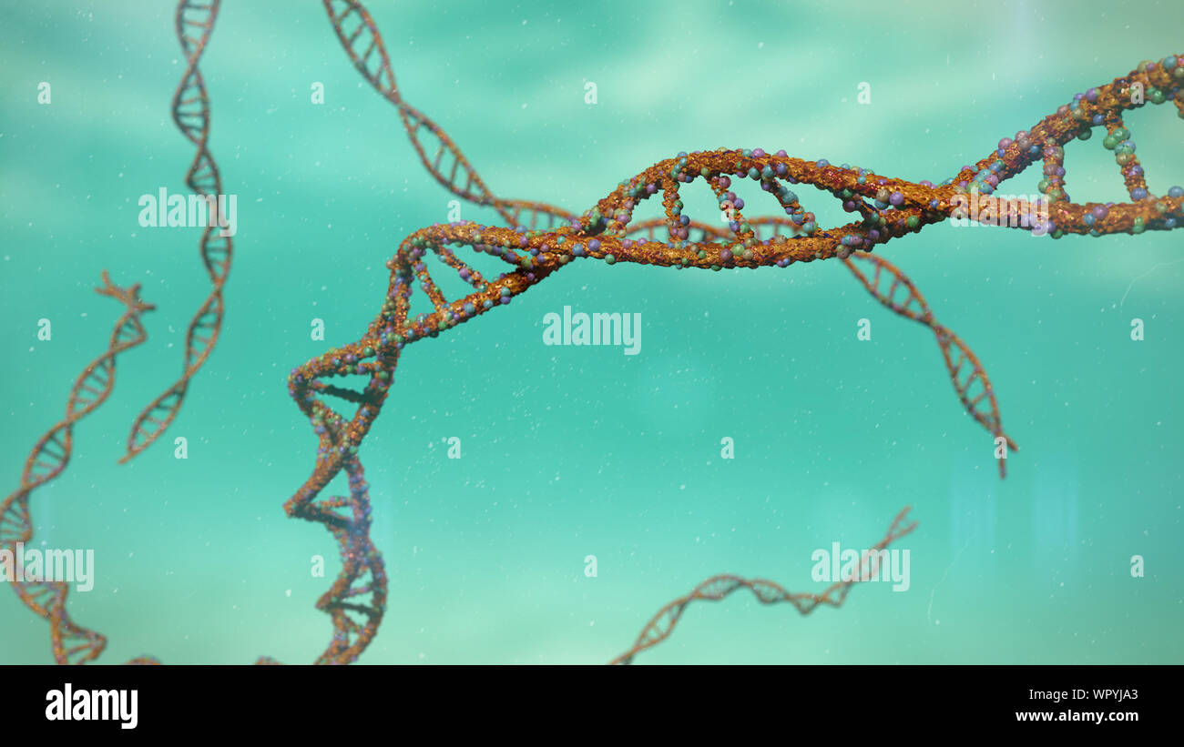 Molecola di DNA a doppia elica in acqua ( Foto Stock