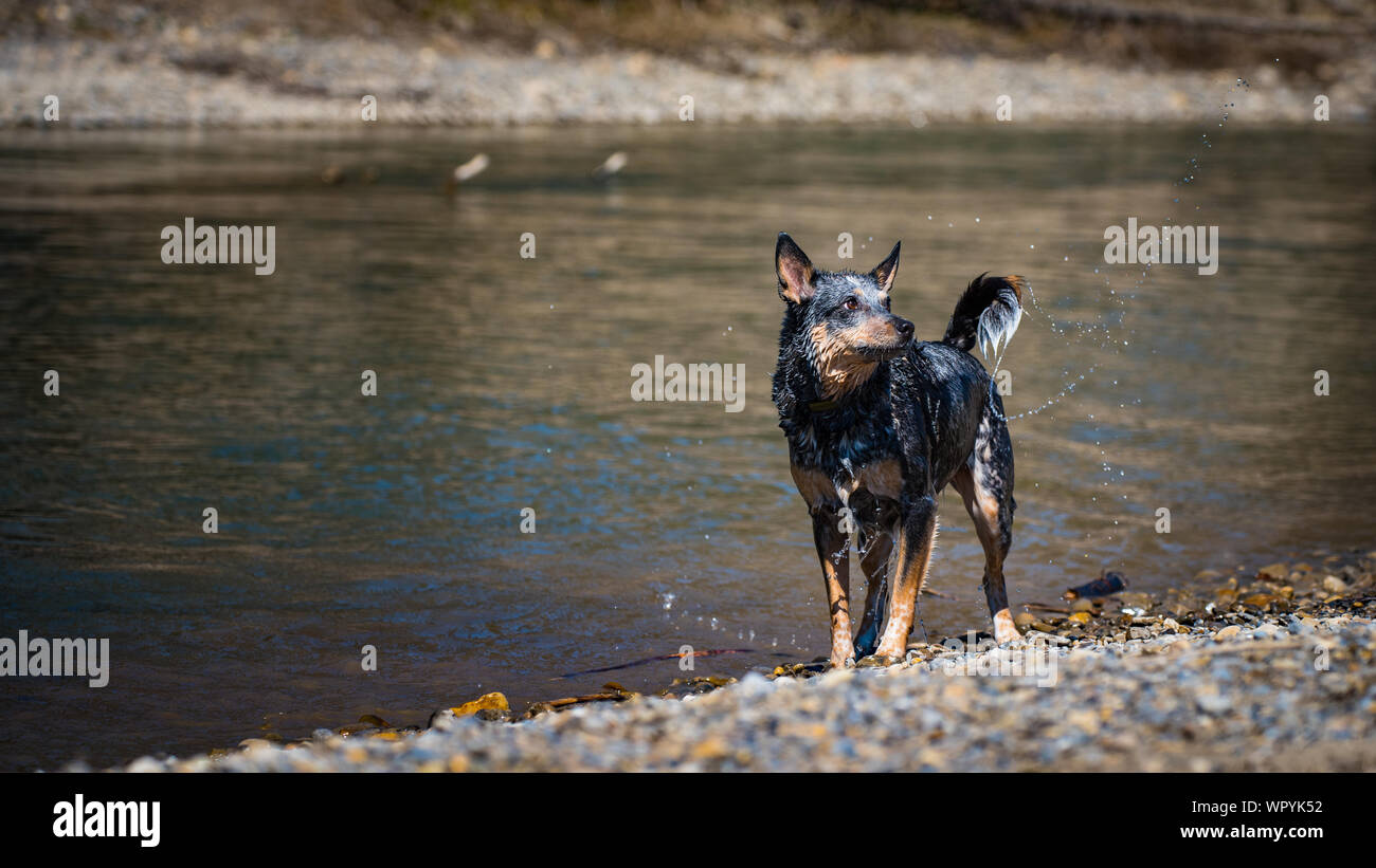 Miniature pinscher giocando nel fiume in un parco della città Foto Stock