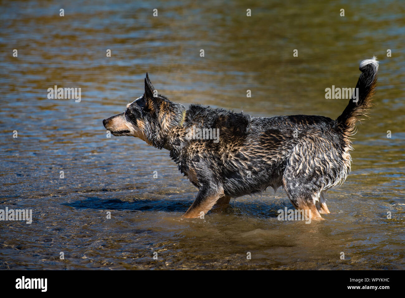 Miniature pinscher giocando nel fiume in un parco della città Foto Stock