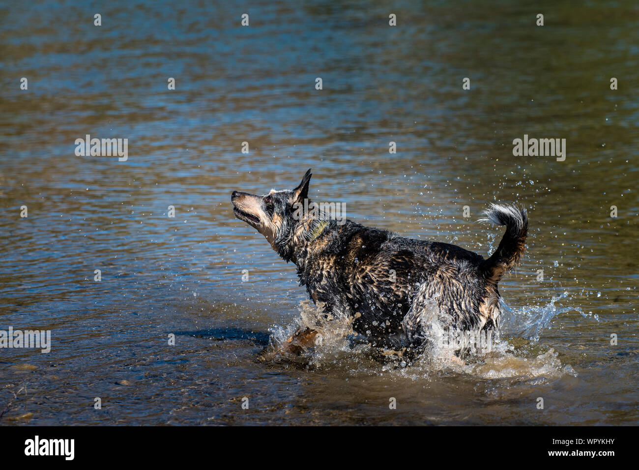 Miniature pinscher giocando nel fiume in un parco della città Foto Stock