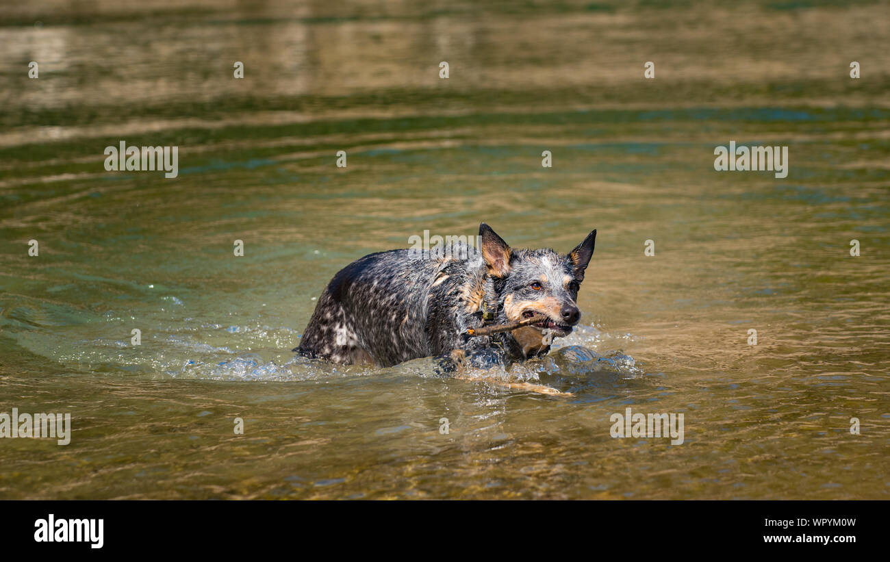 Miniature pinscher giocando nel fiume in un parco della città Foto Stock