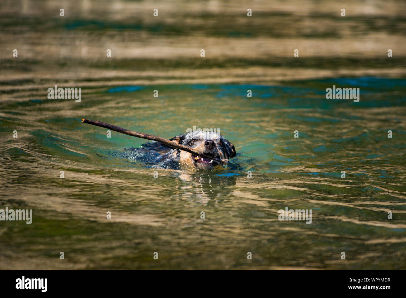 Miniature pinscher giocando nel fiume in un parco della città Foto Stock