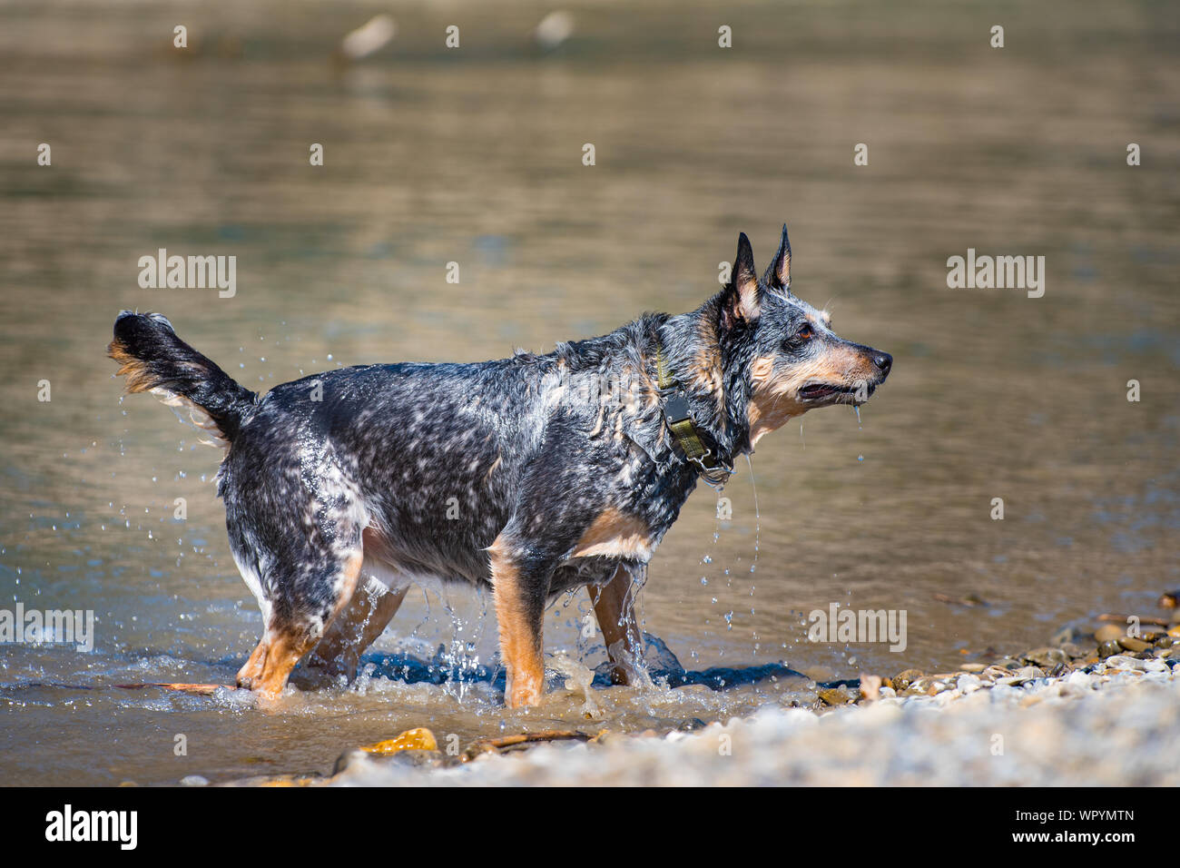 Miniature pinscher giocando nel fiume in un parco della città Foto Stock