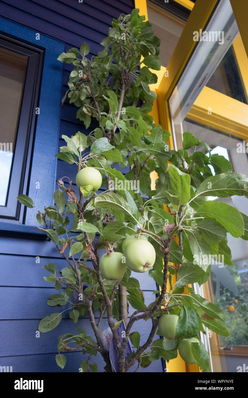 Una delizia succo di mela albero che cresce in un contenitore su un patio. Foto Stock
