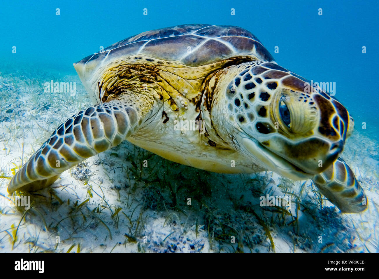 Close-up di tartaruga verde a nuotare in mare Foto Stock