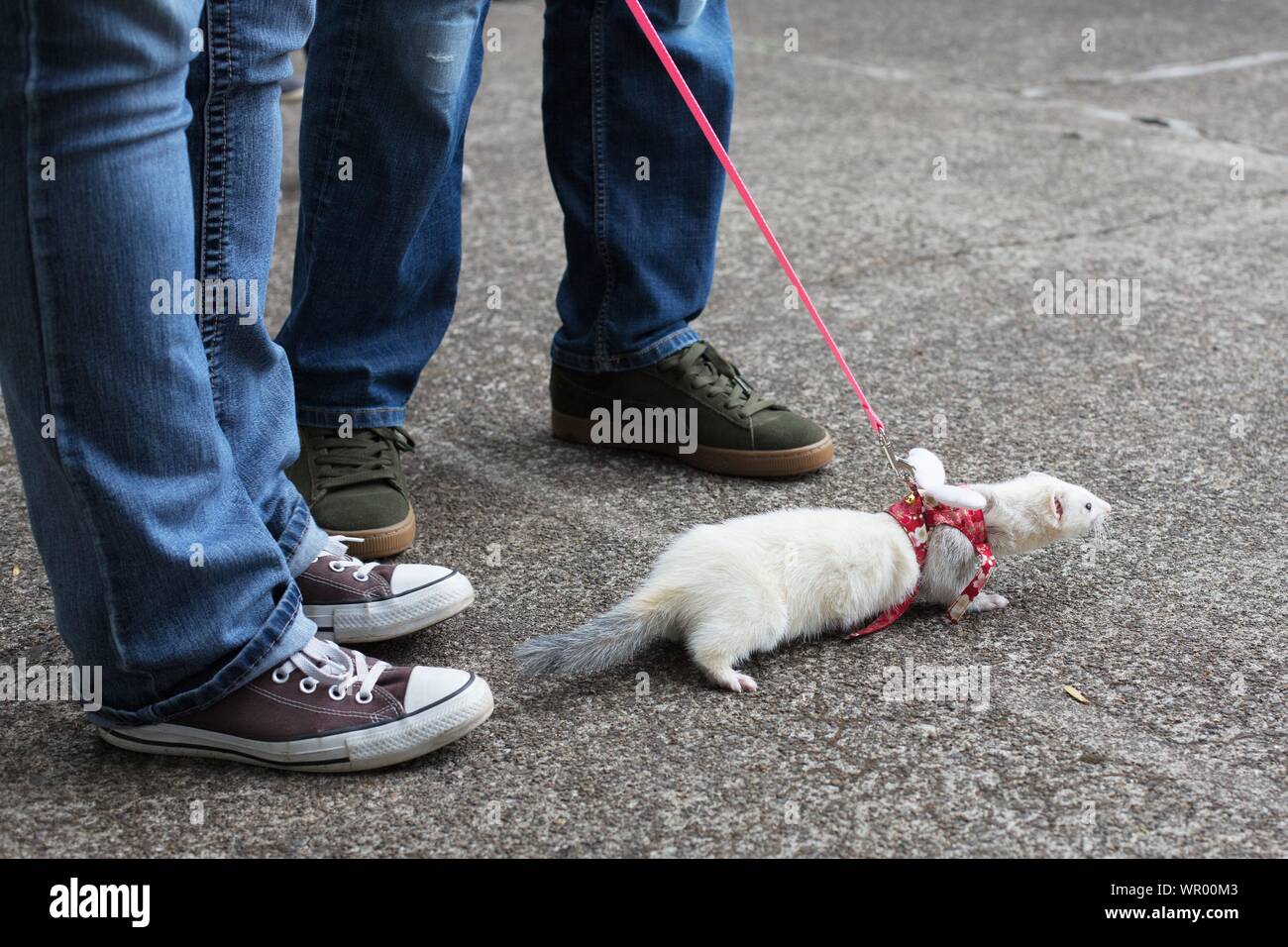 Un bianco ferret al guinzaglio all'Ferret agilità prove, una raccolta di fondi per Lane County Ferret rifugio e soccorso in Eugene, Oregon, Stati Uniti d'America. Foto Stock