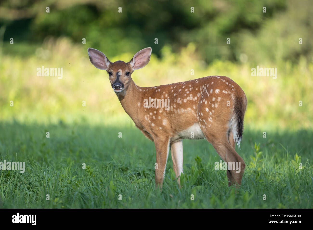 Close-up, di white-tailed deer (Odocoileus virginianus) fulvo. Foto Stock
