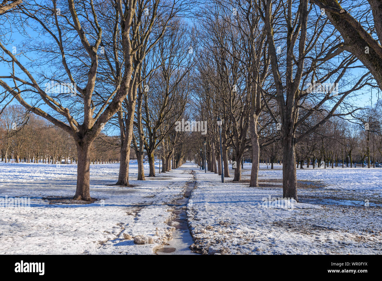 Oslo paesaggio invernale al Parco delle Sculture di Vigeland con neve e albero secco Foto Stock