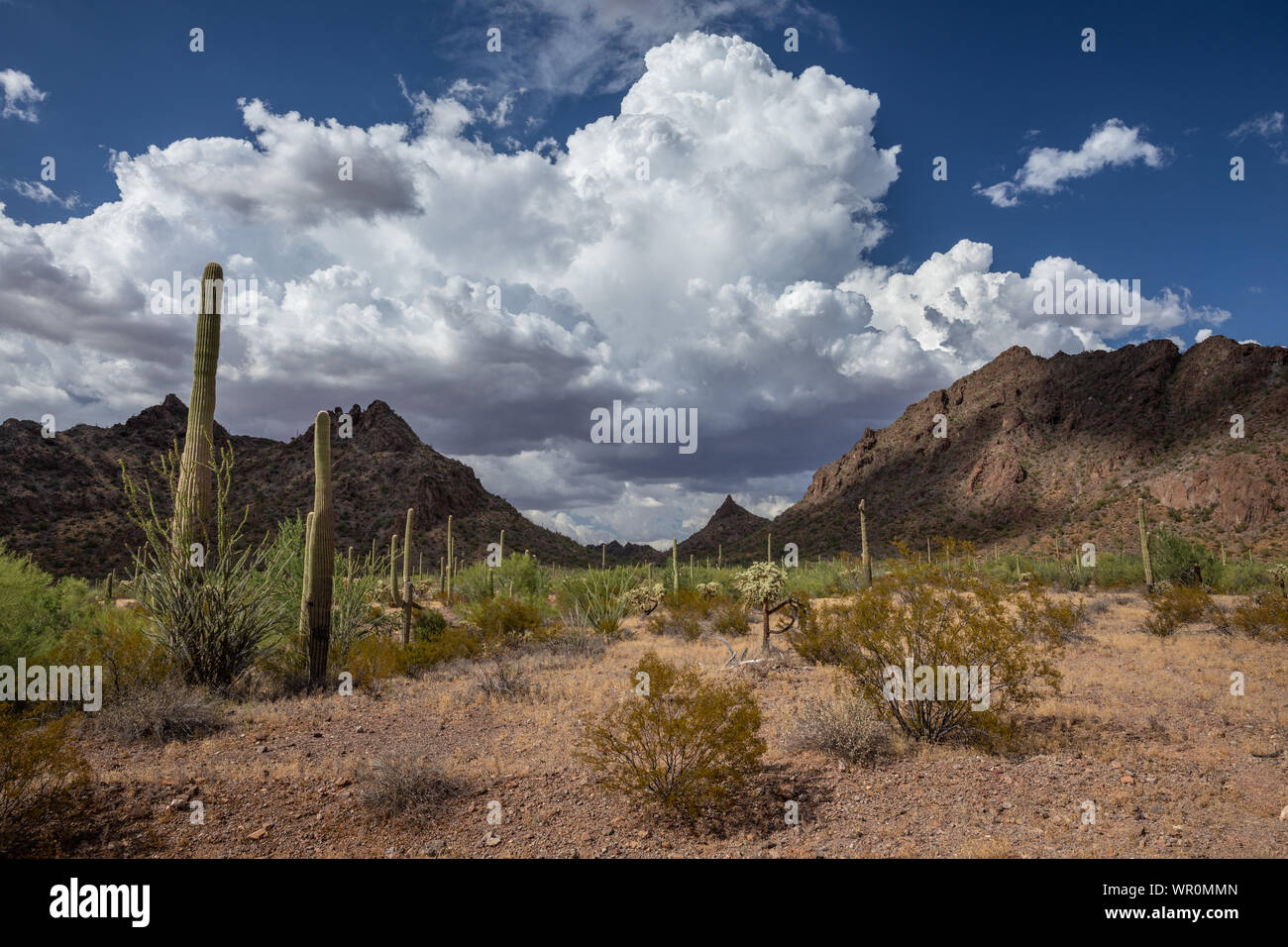 I temporali costruire dietro il Pozo Redondo montagne del Deserto di Sonora stagione dei monsoni, perché Pima County, Arizona, Stati Uniti d'America Foto Stock