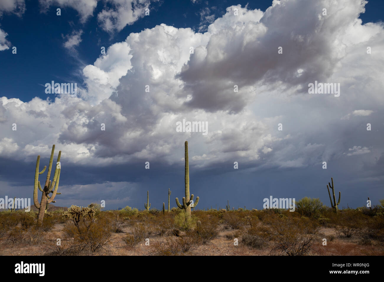 Tempesta sopra la valle Sonoyta, organo a canne Cactus Monumento Nazionale Pima County, Arizona, Stati Uniti d'America Foto Stock