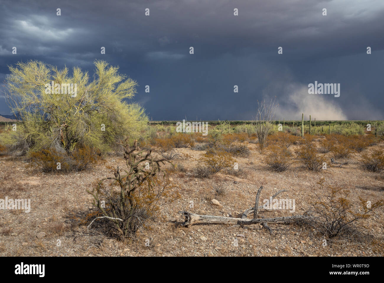 Tempesta venti di efflusso kick up una nuvola di polvere sopra la valle Sonoyta in organo a canne Cactus Monumento Nazionale Pima County, Arizona, Stati Uniti d'America Foto Stock