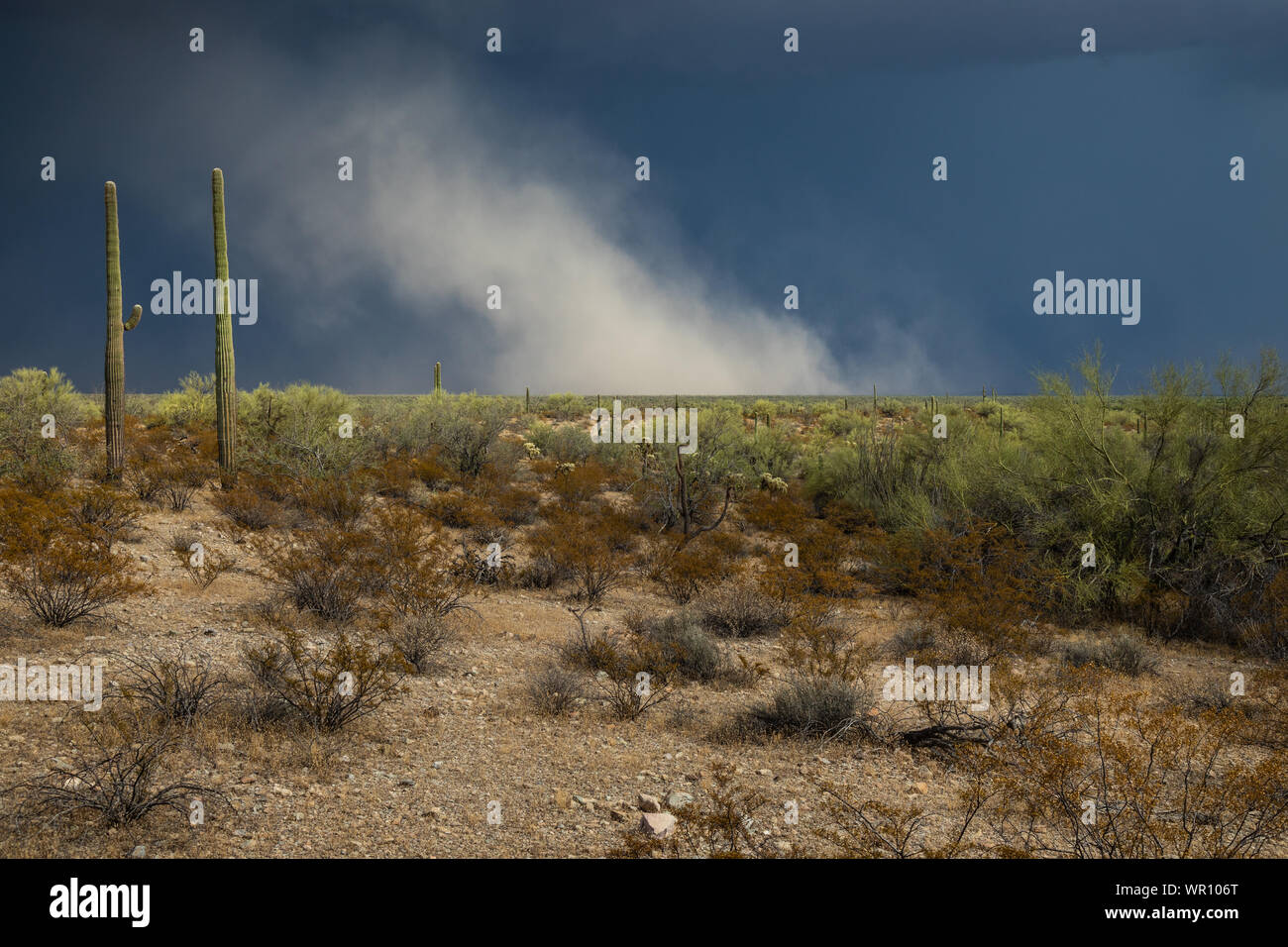 Tempesta venti di efflusso kick up una nuvola di polvere sopra la valle Sonoyta in organo a canne Cactus Monumento Nazionale Pima County, Arizona, Stati Uniti d'America Foto Stock