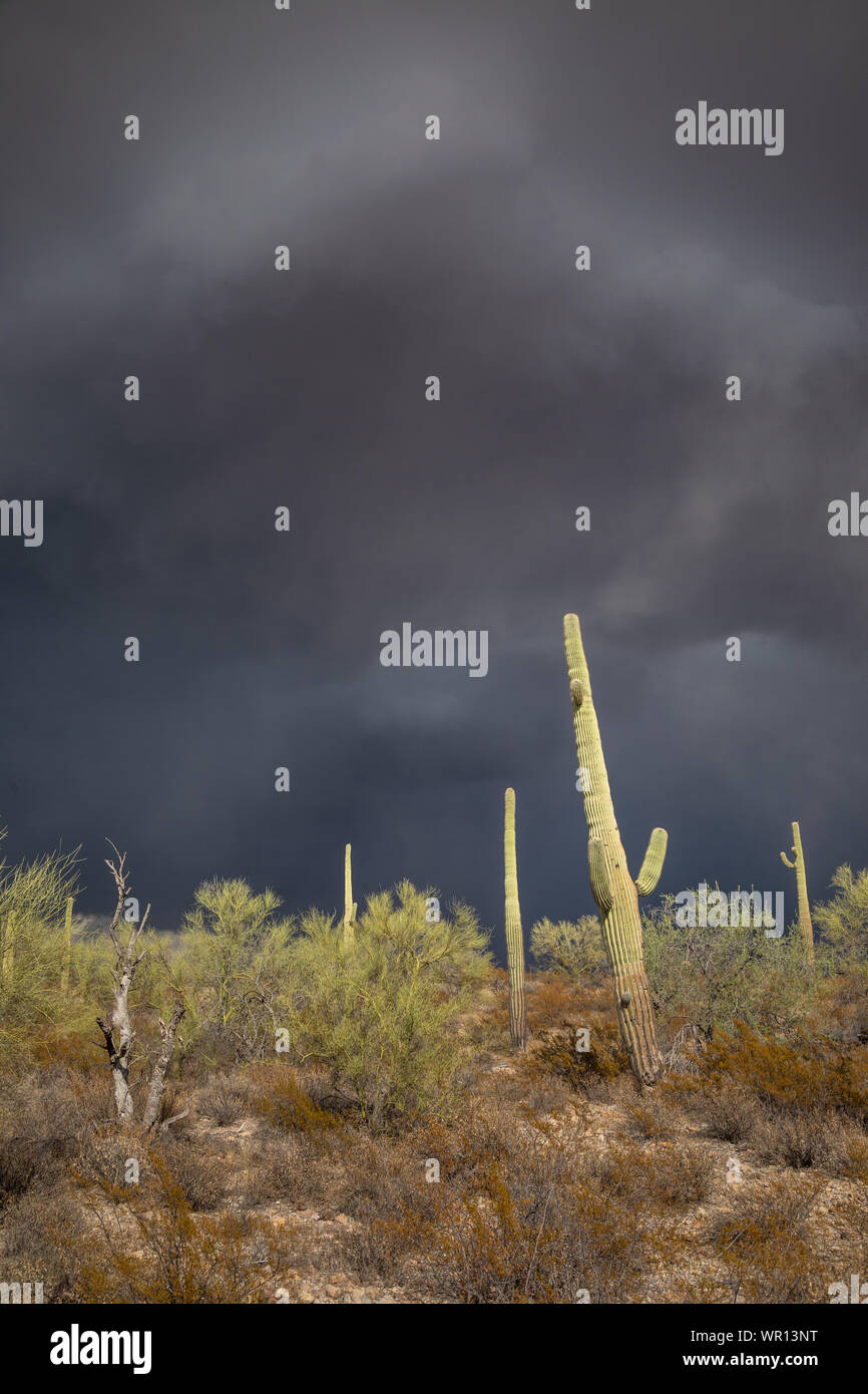 Infausto e a bassa trasmissione nuvole scure approccio cactus Saguaro davanti a un monsone di tempesta in organo a canne Cactus Monumento Nazionale Pima County, Arizo Foto Stock