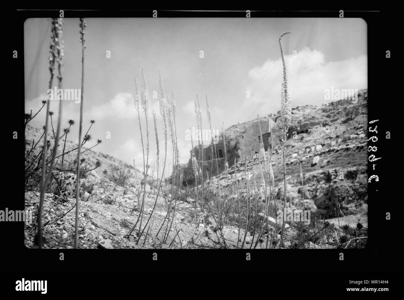 Squills marittima in nuvole & sky (Absalom il pilastro, ecc.) Foto Stock