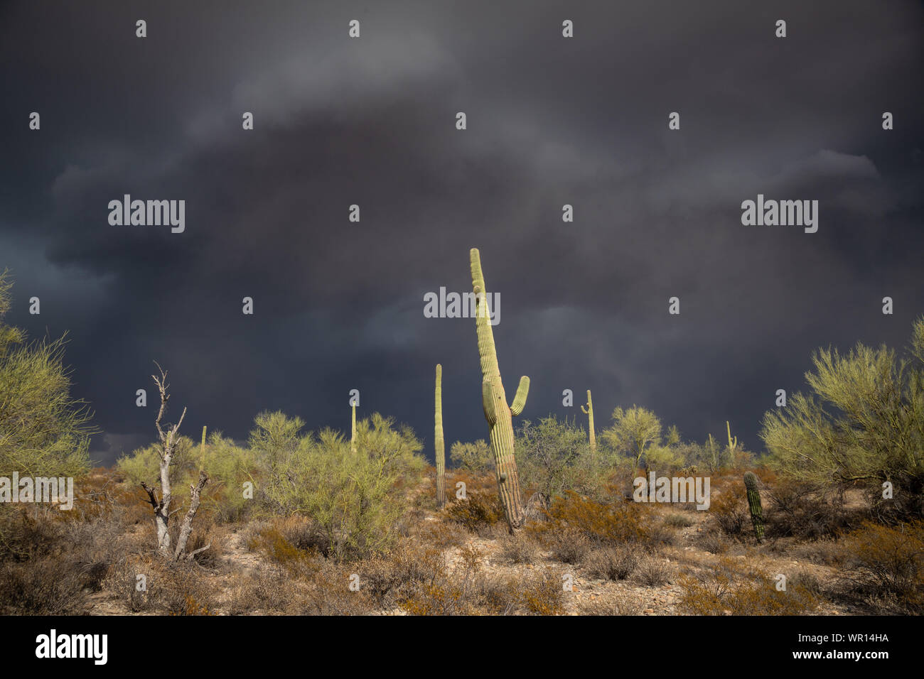 Infausto e a bassa trasmissione nuvole scure approccio cactus Saguaro davanti a un monsone di tempesta in organo a canne Cactus Monumento Nazionale Pima County, Arizo Foto Stock