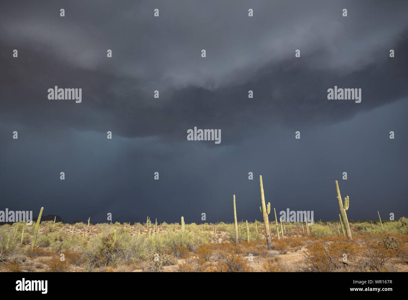 Infausto e a bassa trasmissione nuvole scure approccio cactus Saguaro davanti a un monsone di tempesta in organo a canne Cactus Monumento Nazionale Pima County, Arizo Foto Stock