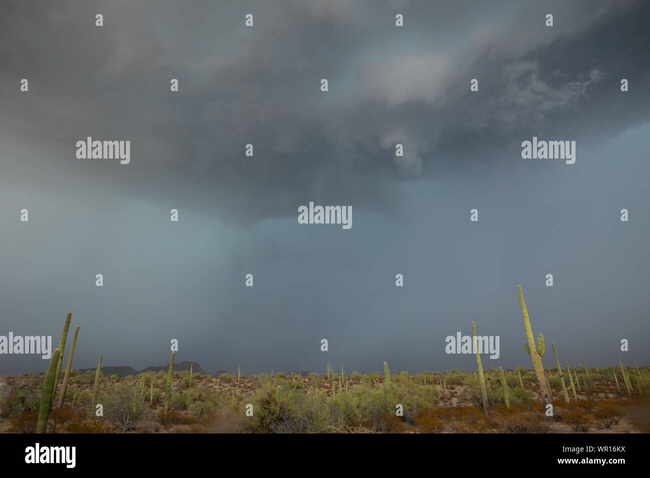 Infausto e a bassa trasmissione nuvole scure approccio cactus Saguaro davanti a un monsone di tempesta in organo a canne Cactus Monumento Nazionale Pima County, Arizo Foto Stock