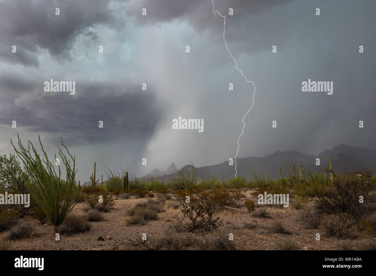 Un fulmine nel Deserto di Sonora come un forte temporale rotoli attraverso le montagne Ajo in organo a canne Cactus Monumento Nazionale Pima County, Foto Stock