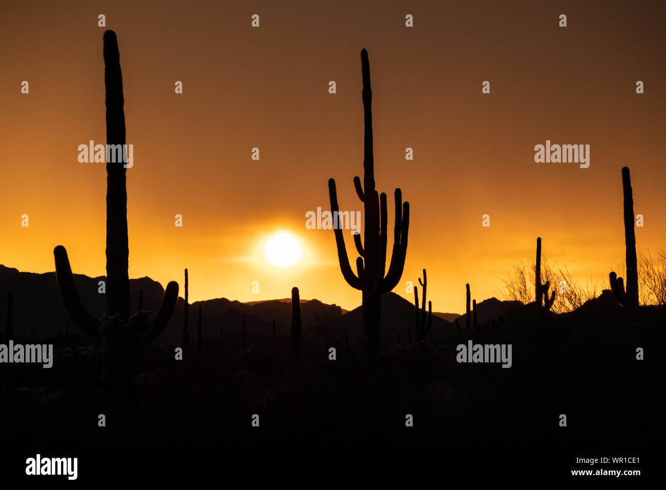 Una luminosa arancione tramonto sagome cactus Saguaro dopo un forte temporale in organo a canne Cactus Monumento Nazionale Pima County, Arizona, Stati Uniti d'America Foto Stock