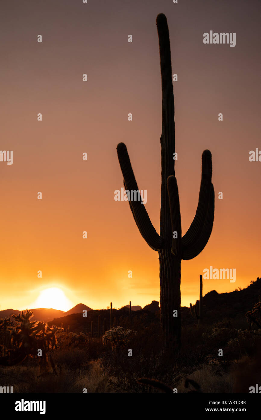 Una luminosa arancione tramonto sagome cactus Saguaro dopo un forte temporale in organo a canne Cactus Monumento Nazionale Pima County, Arizona, Stati Uniti d'America Foto Stock