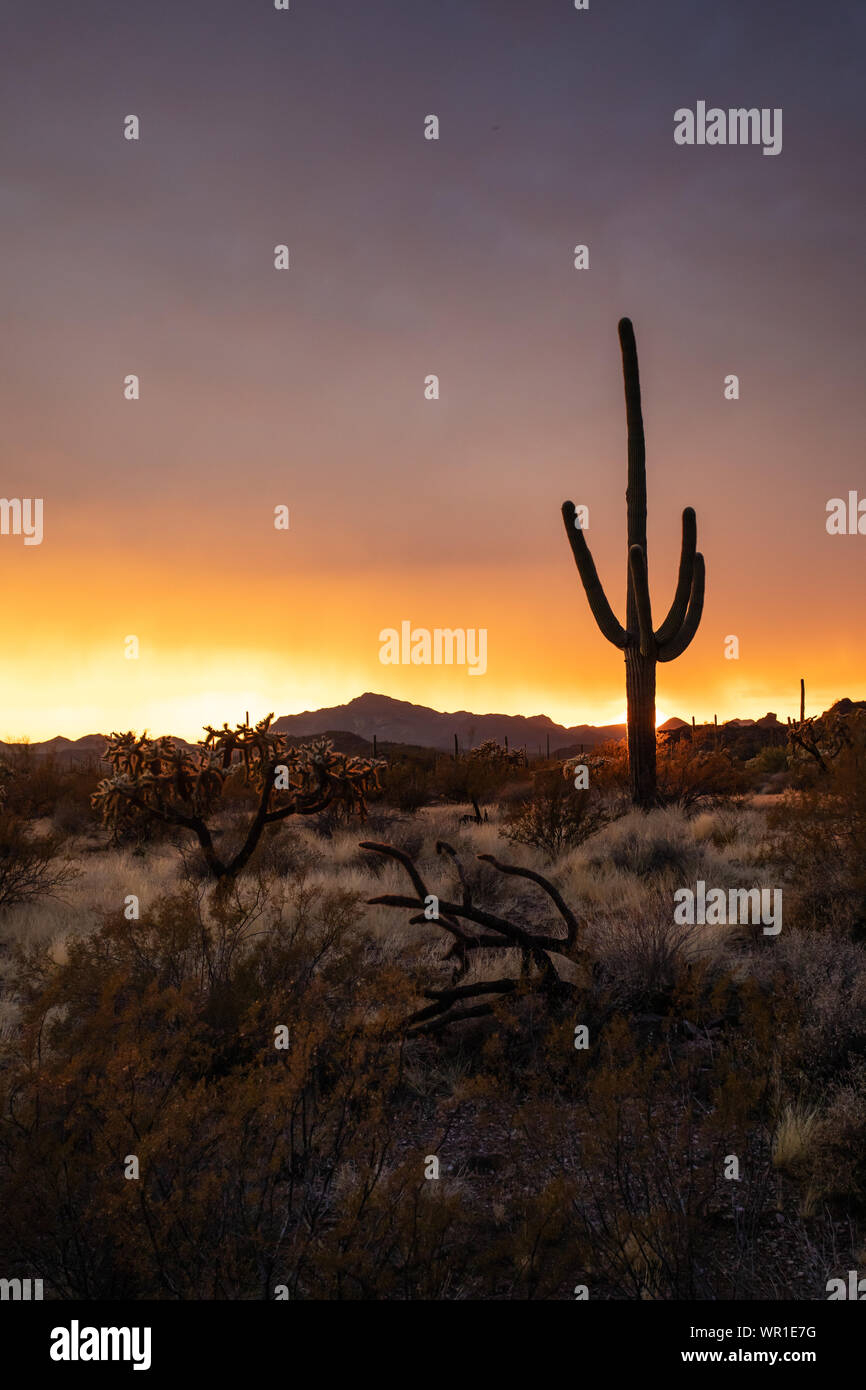 Una luminosa arancione tramonto sagome cactus Saguaro dopo un forte temporale in organo a canne Cactus Monumento Nazionale Pima County, Arizona, Stati Uniti d'America Foto Stock