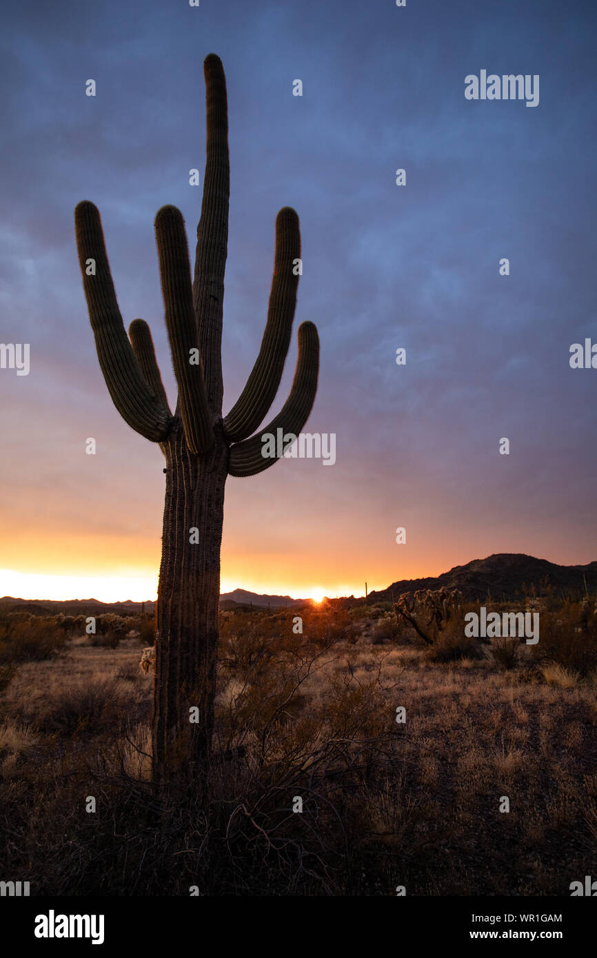 Una luminosa arancione tramonto sagome cactus Saguaro dopo un forte temporale in organo a canne Cactus Monumento Nazionale Pima County, Arizona, Stati Uniti d'America Foto Stock