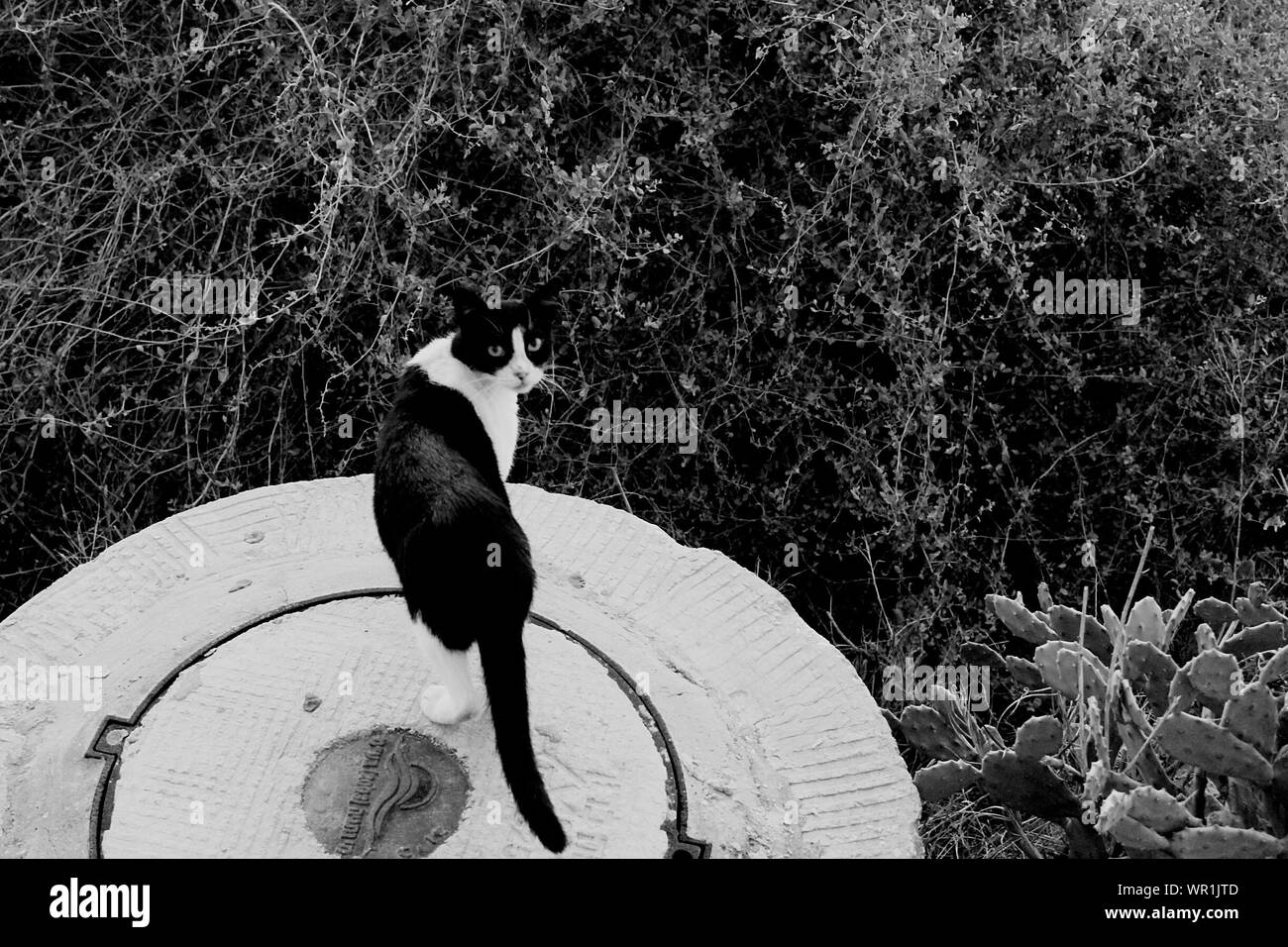 Gatto seduto sul serbatoio di accumulo dell'acqua contro piante Foto Stock