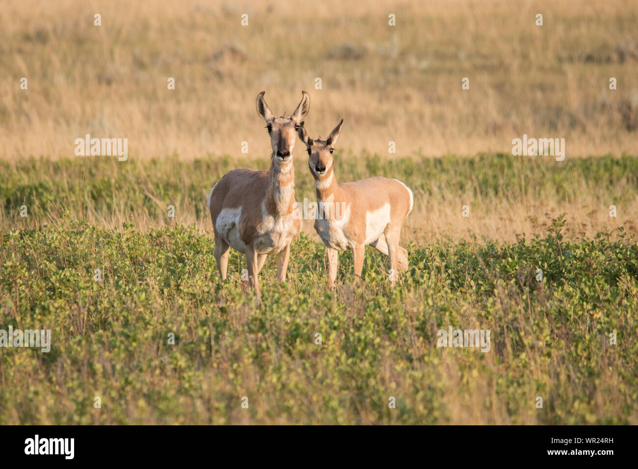 Maschio e femmina di antilope Pronghorn Foto Stock