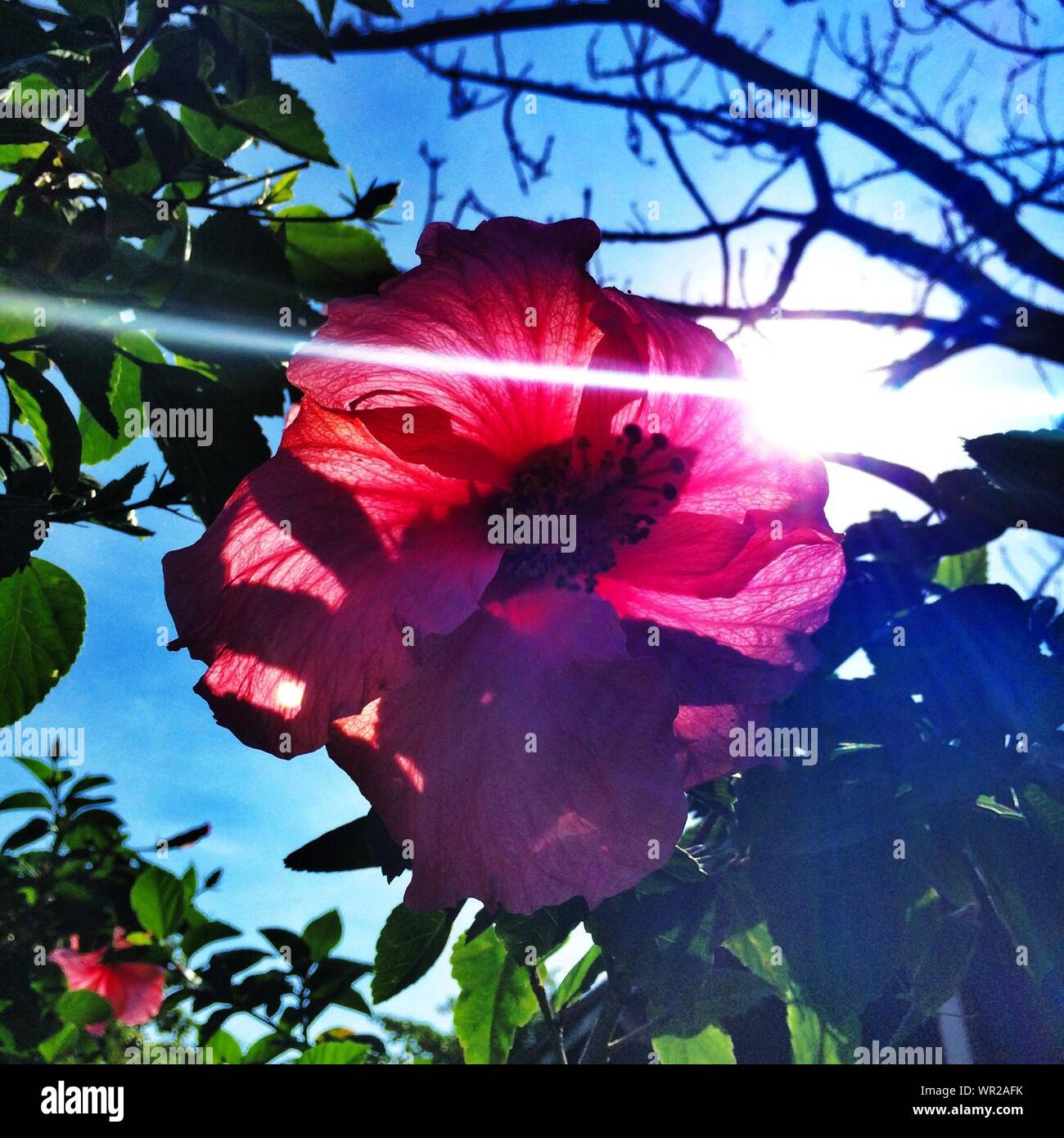 Fiore rosa alla luce del sole immagini e fotografie stock ad alta ...