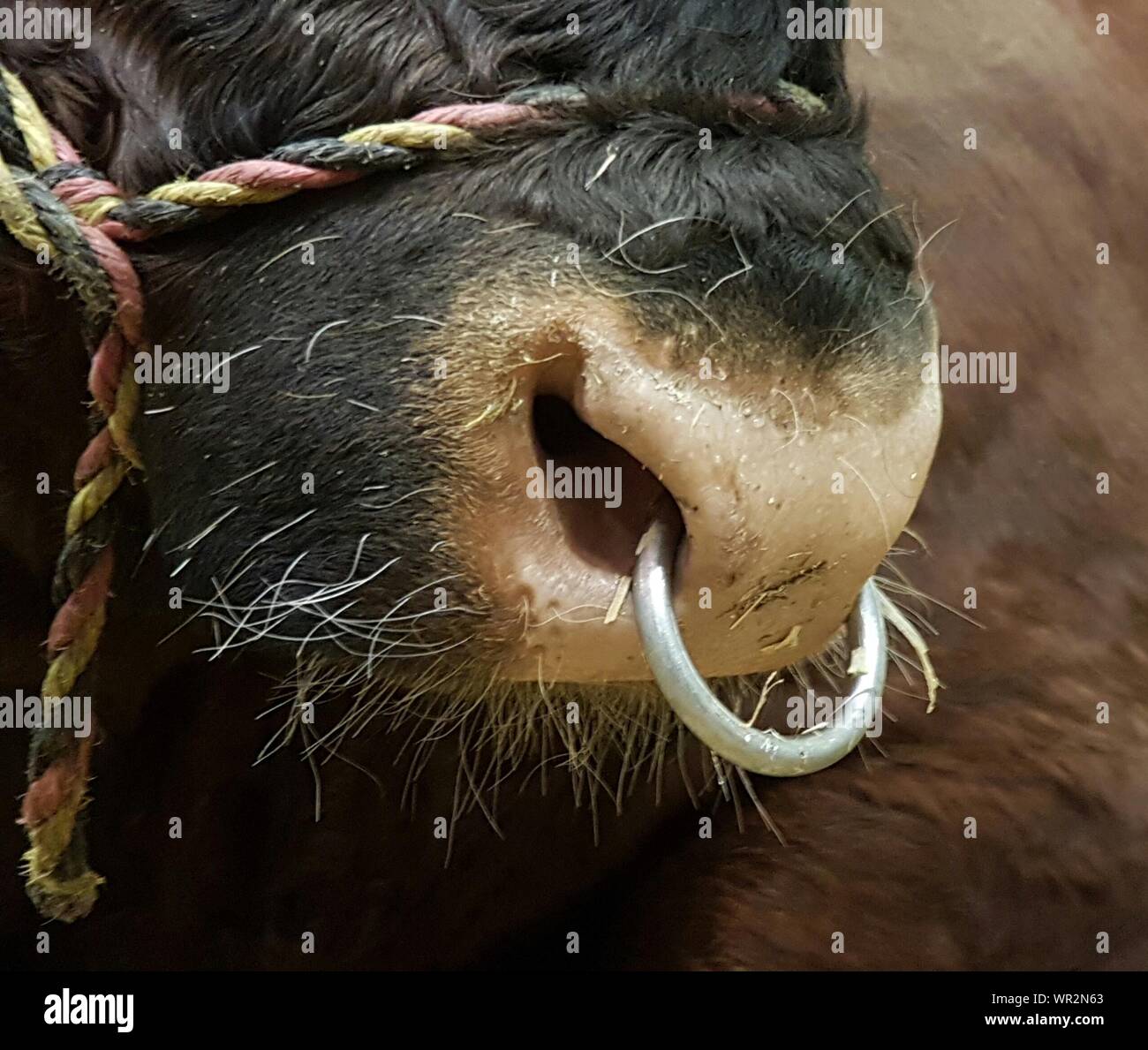 Close-up di mucca con anello di naso Foto stock - Alamy