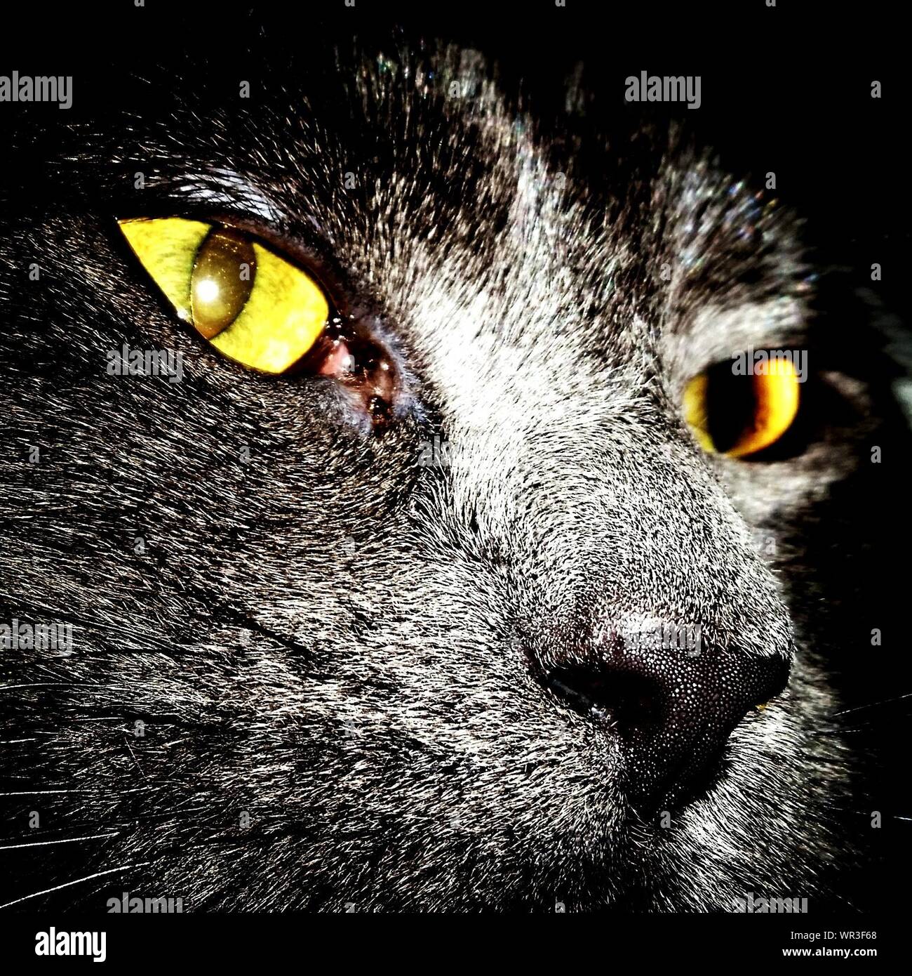 Close-up di Gatto con gli occhi gialli Foto Stock