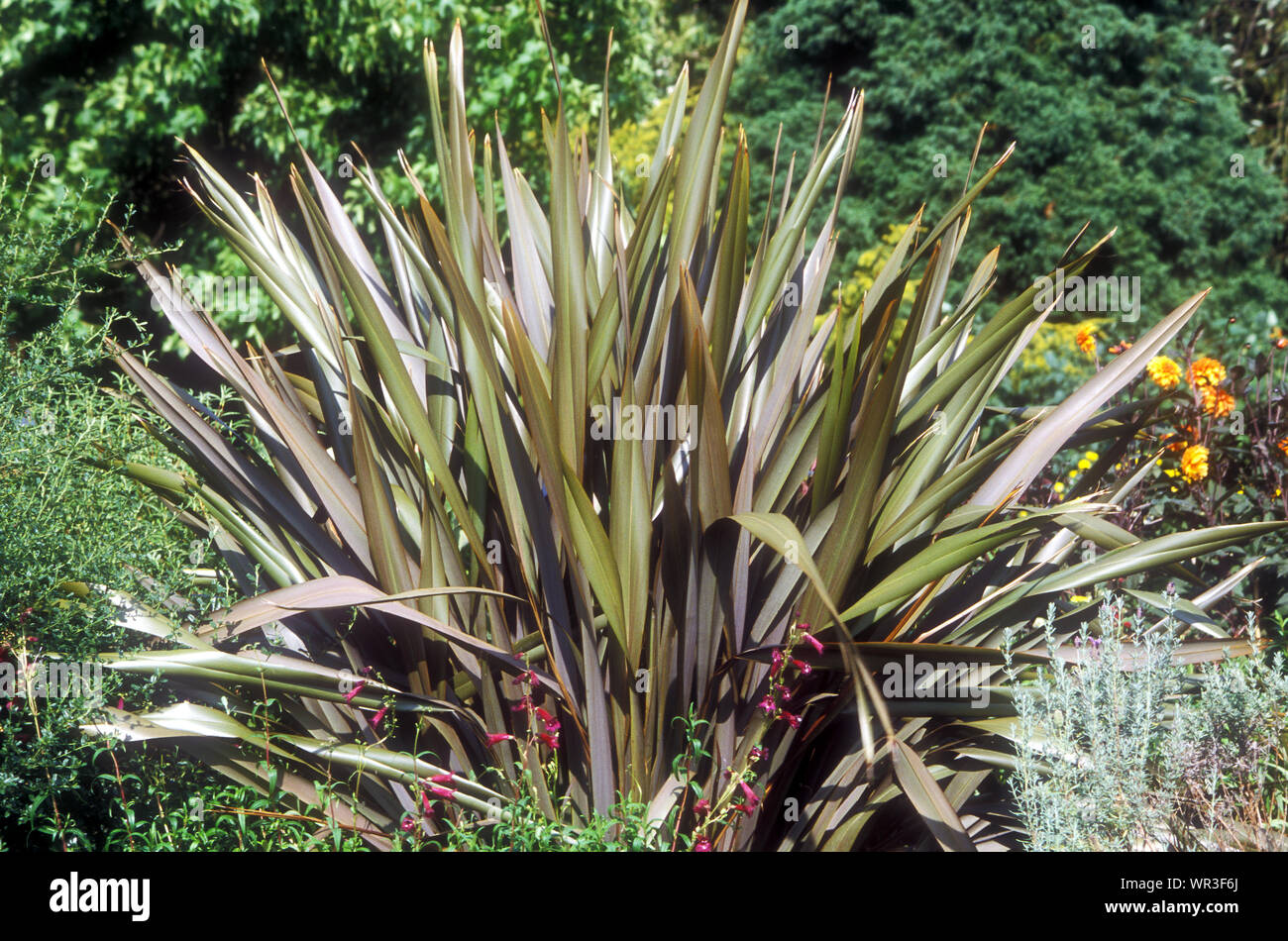 PHORMIUM TENAX PURPUREUM (gruppo) Foto Stock