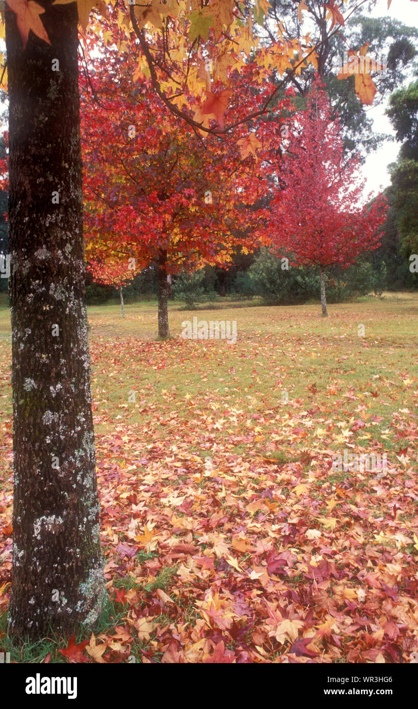 Il fogliame di autunno, Mount Wilson, Nuovo Galles del Sud, Australia Foto Stock