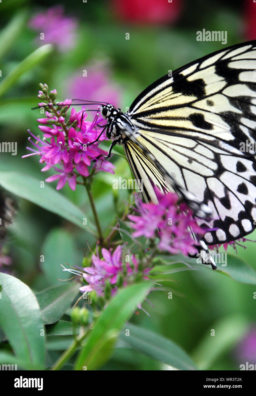 Close up di un nero e giallo Ninfa struttura butterfly (Idea leuconoe) alimentazione su un fiore rosa cluster nel giardino botanico di Montreal Foto Stock