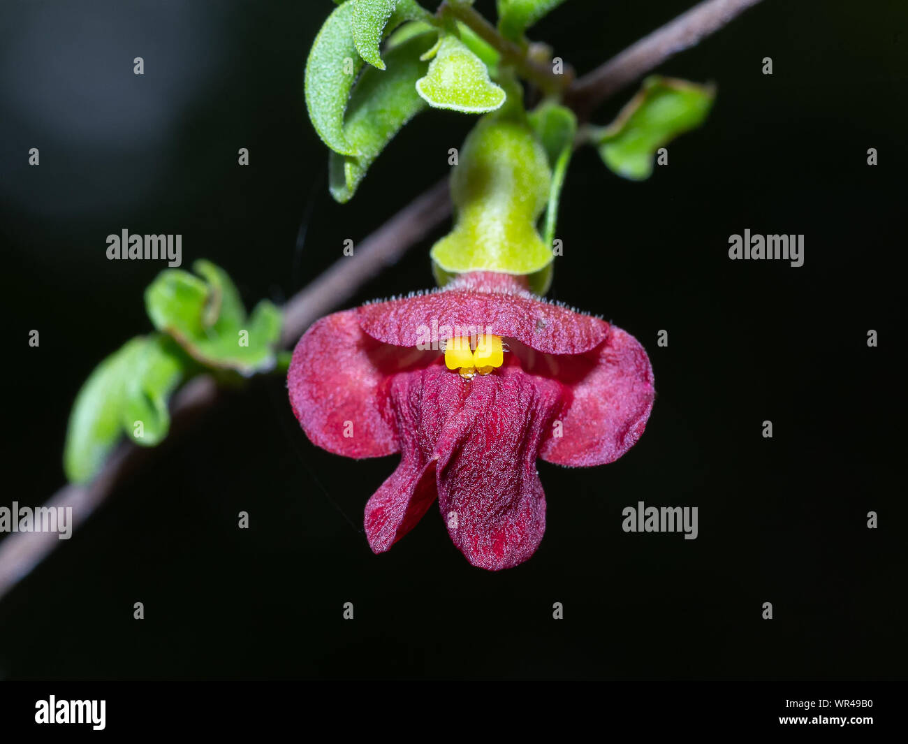 Fiore marrone Foto Stock