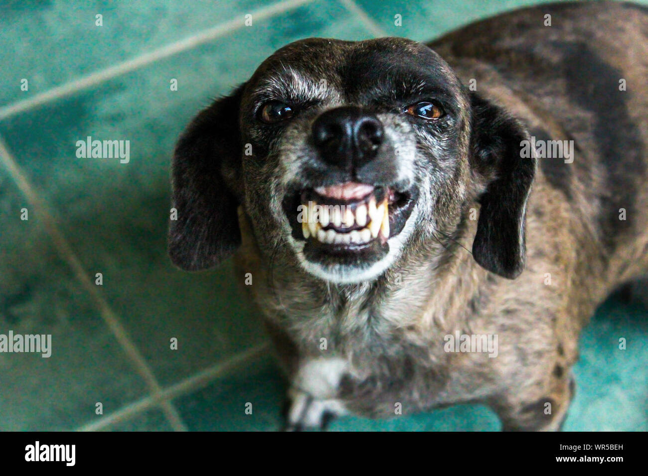 Close-up ritratto di arrabbiato cane sul pavimento a casa Foto Stock