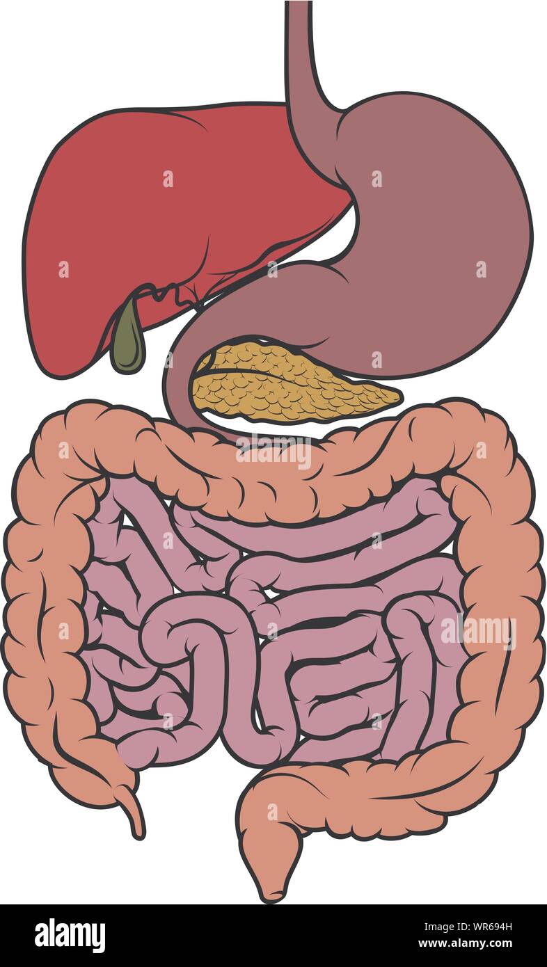 Anatomia umana gut tratto gastrointestinale schema Illustrazione Vettoriale