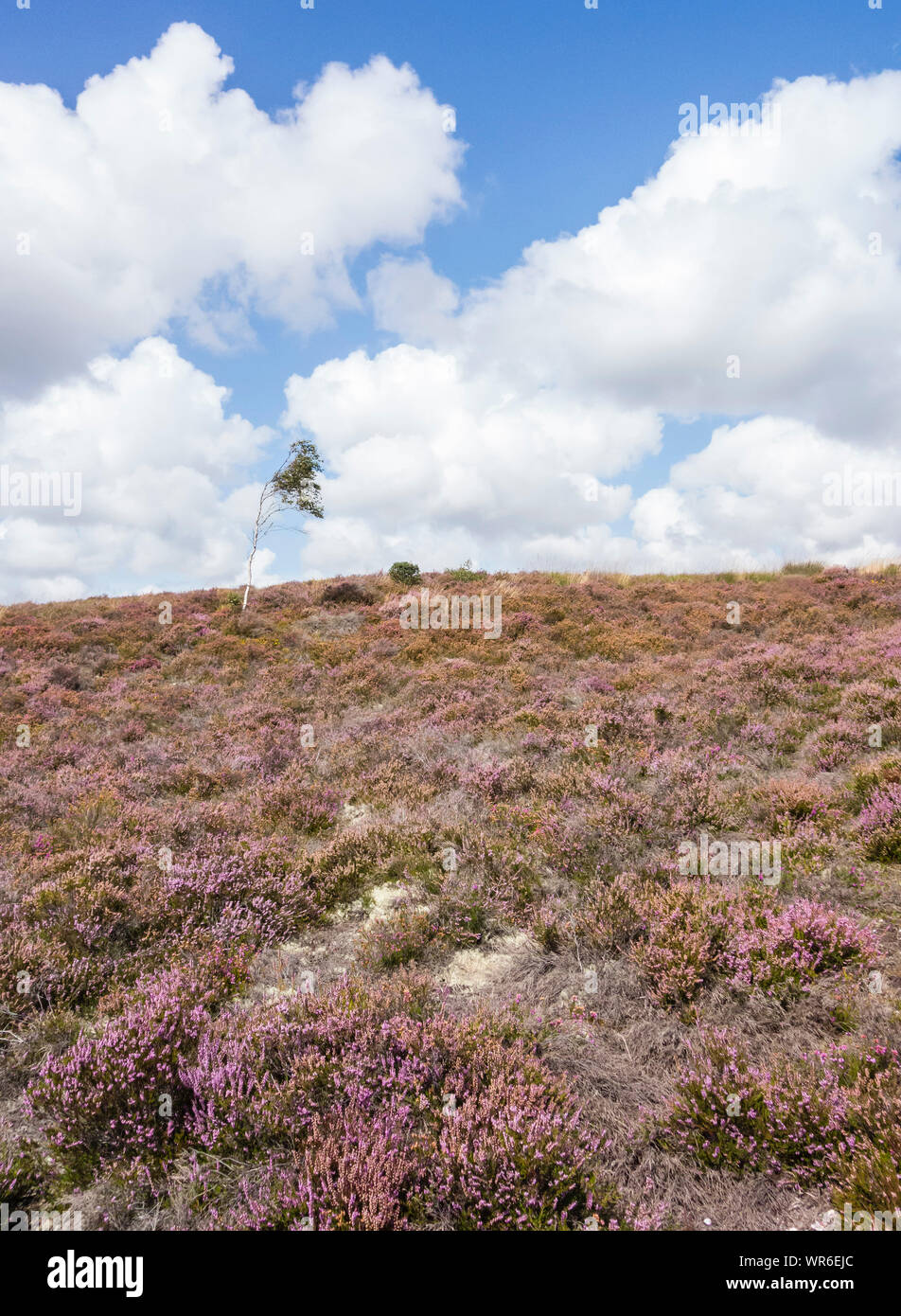 Heather in fiore a Morden Bog Riserva Naturale Nazionale, Wareham Forest, Dorset, Inghilterra, Regno Unito. Foto Stock