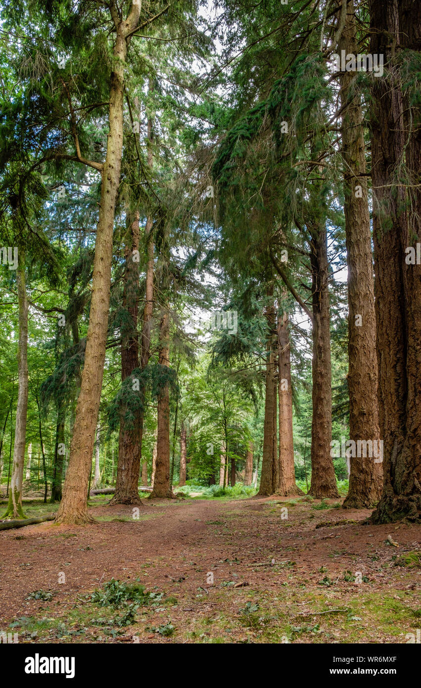 Nuova Foresta alberi di alto fusto a piedi, Blackwater Arboretum, Hampshire, Inghilterra, Regno Unito. Foto Stock