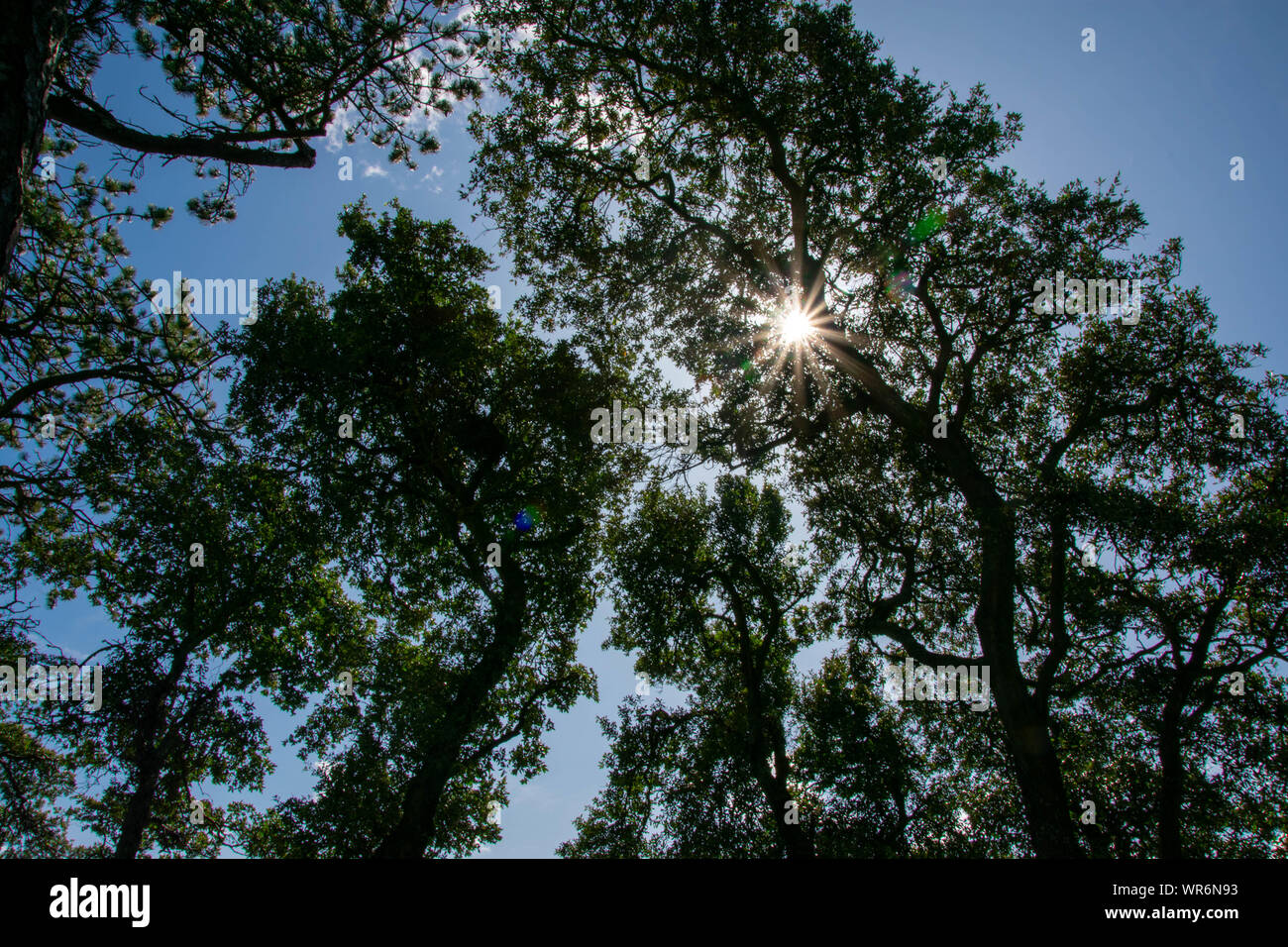 Luce che risplende attraverso gli alberi creando un bagliore leggero Foto Stock