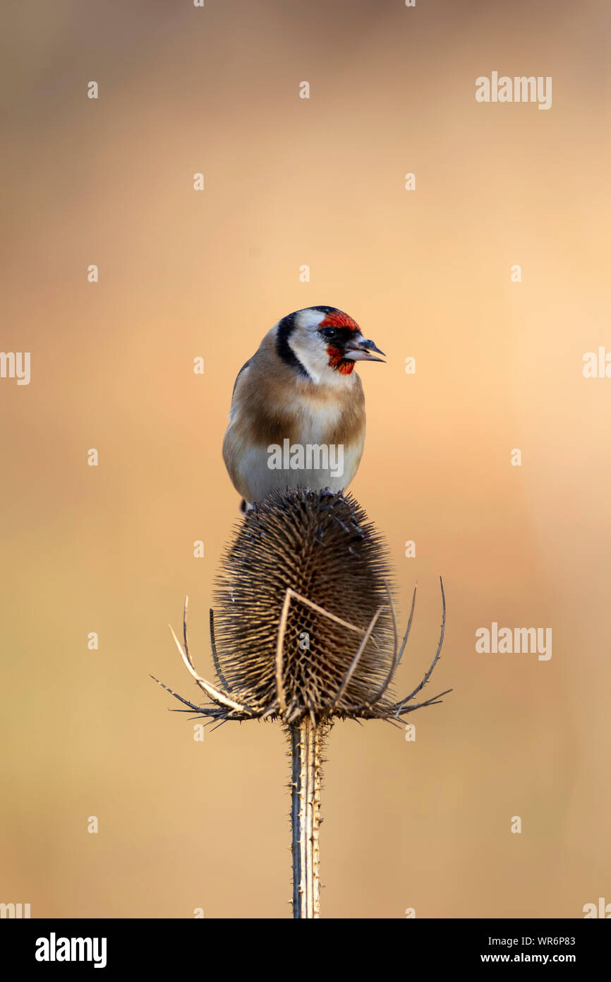 Un solitario cardellino Carduelis carduelis appollaiato sulla cima di un teasel testa contro una diffusa sfondo neutro Foto Stock