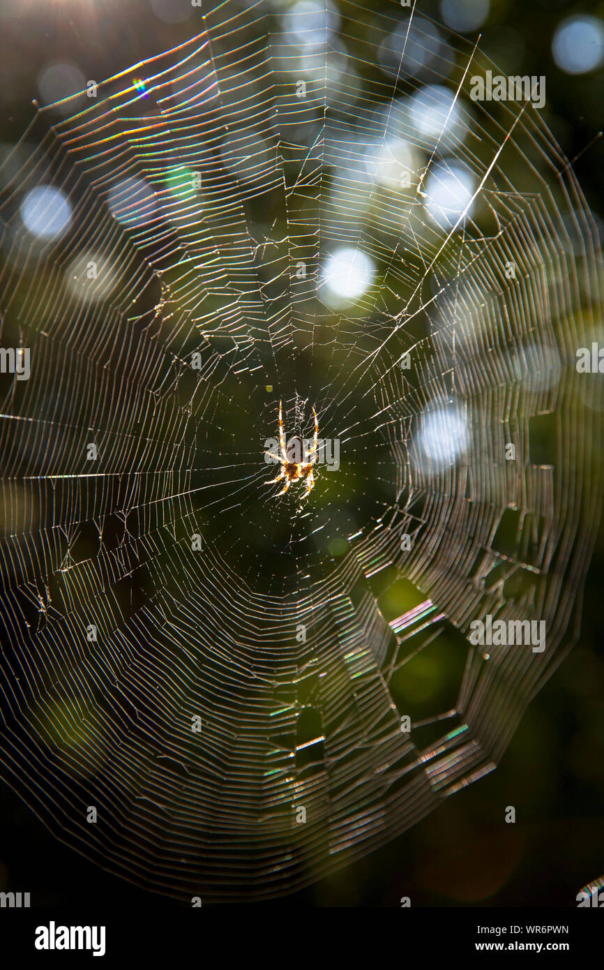 Spider Web con Araneus spider nella riserva naturale de Manteling vicino a Domburg sulla penisola di Walcheren, Zeeland, Paesi Bassi. Kreuzspinne im Netz Foto Stock