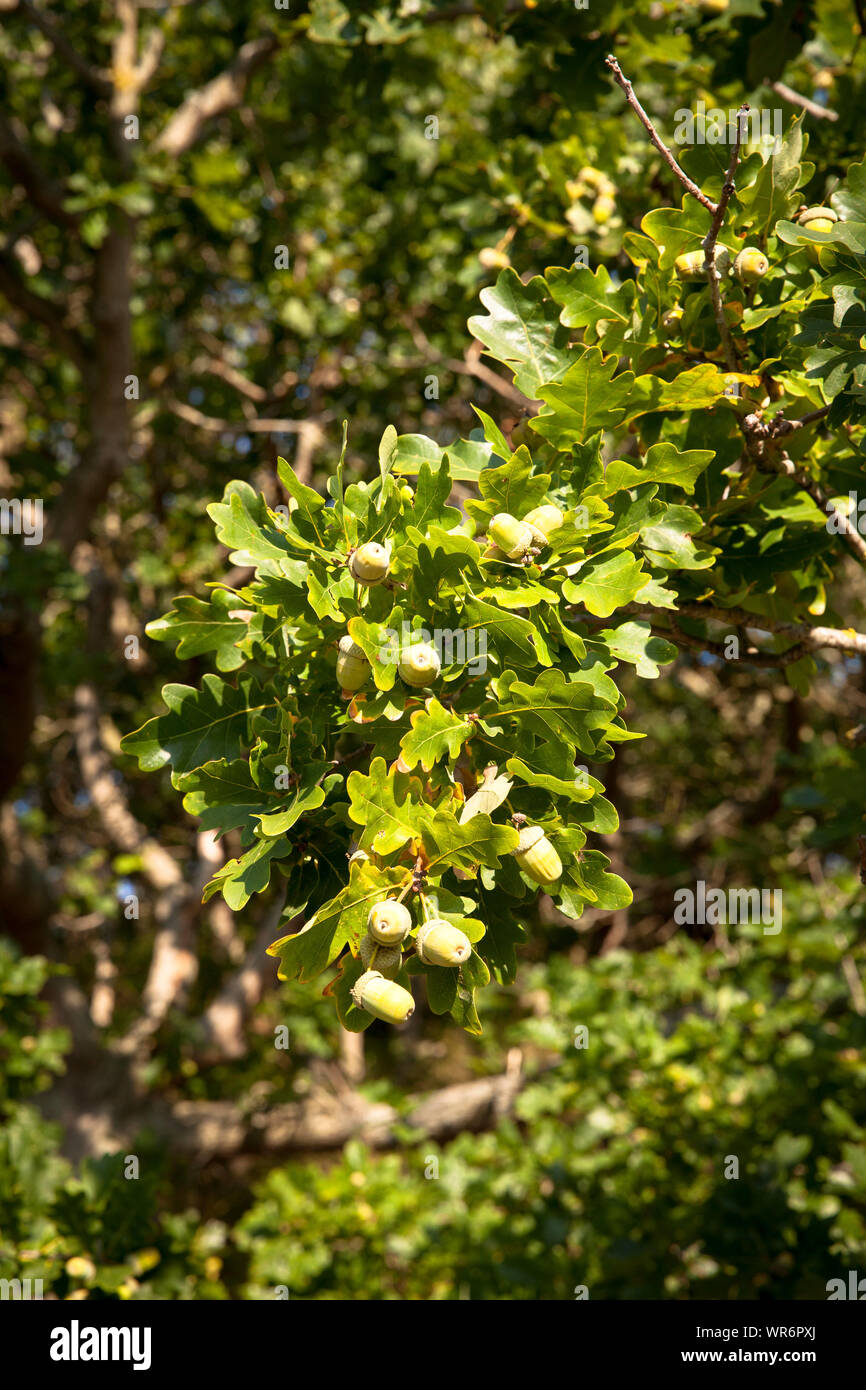 Parco naturale de los alcornocales su un albero di quercia nella riserva naturale de Manteling vicino Oostkapelle su Walcheren, Zeeland, Paesi Bassi. Un Eicheln einer Eiche Naturschutzge im Foto Stock