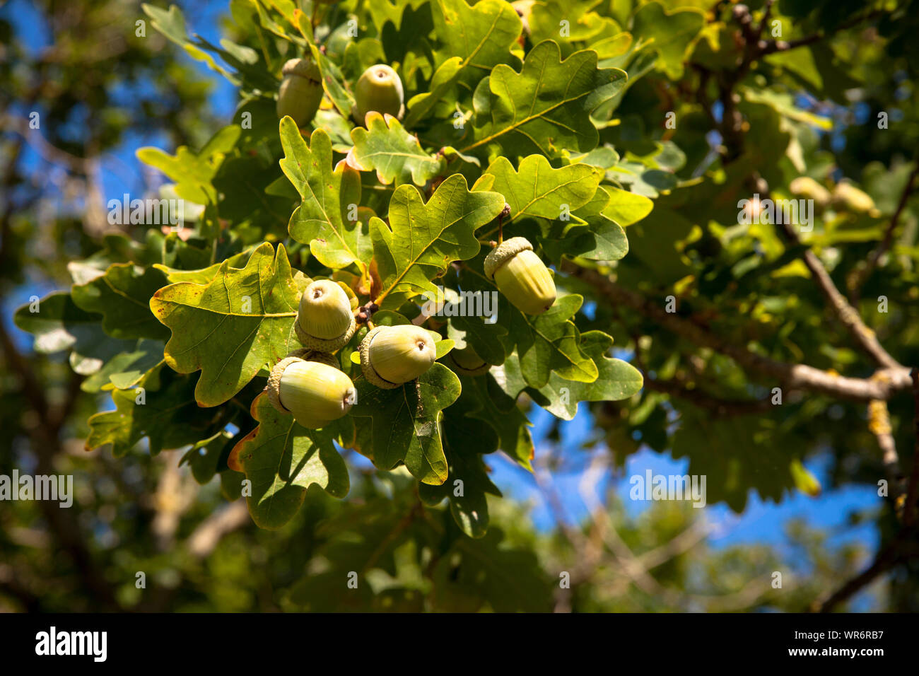 Parco naturale de los alcornocales su un albero di quercia nella riserva naturale de Manteling vicino Oostkapelle su Walcheren, Zeeland, Paesi Bassi. Un Eicheln einer Eiche Naturschutzge im Foto Stock