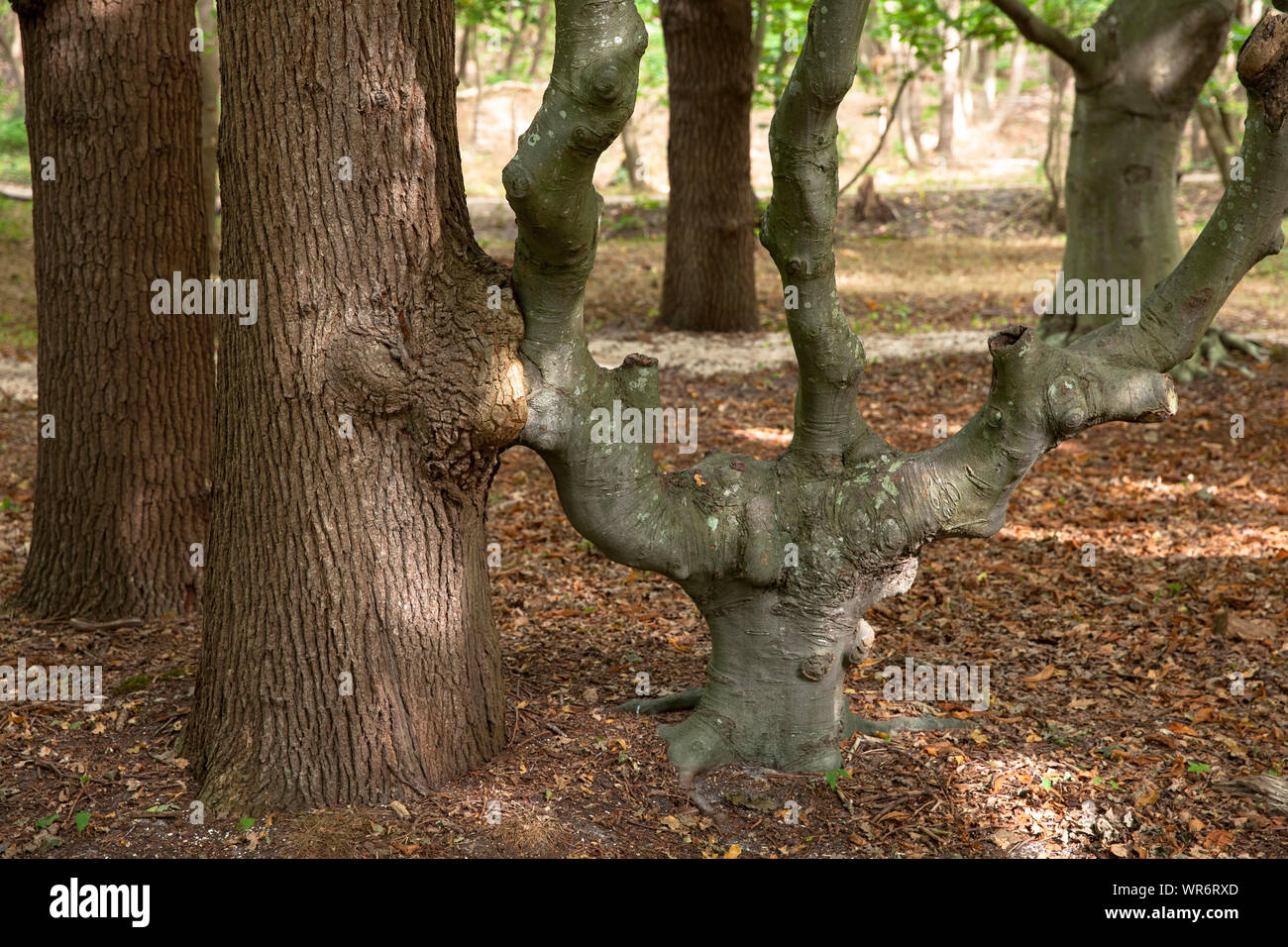 Due cresciuti insieme alberi nella riserva naturale de Manteling vicino Oostkapelle sulla penisola di Walcheren, Zeeland, Paesi Bassi. zwei zusammengewachsen Foto Stock