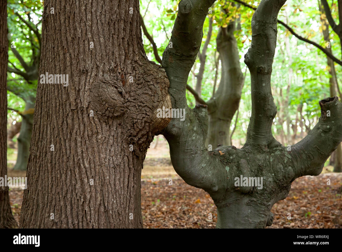 Due cresciuti insieme alberi nella riserva naturale de Manteling vicino Oostkapelle sulla penisola di Walcheren, Zeeland, Paesi Bassi. zwei zusammengewachsen Foto Stock