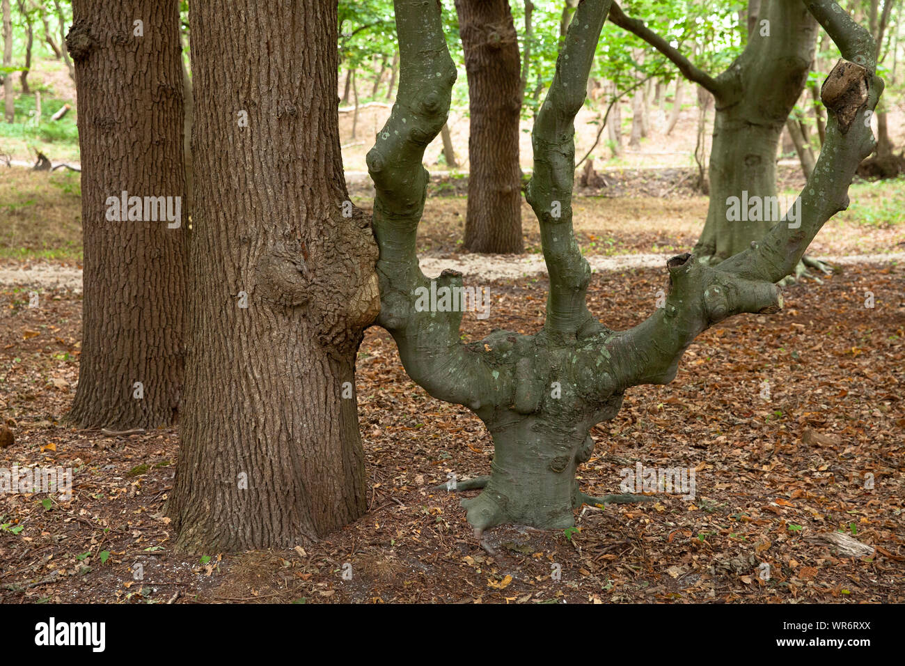 Due cresciuti insieme alberi nella riserva naturale de Manteling vicino Oostkapelle sulla penisola di Walcheren, Zeeland, Paesi Bassi. zwei zusammengewachsen Foto Stock