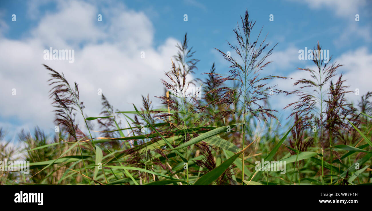 Erba di bambù con punte di colore viola e stocchi verdi al vento in una giornata di sole Foto Stock